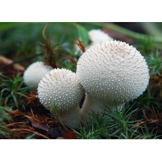 Мицелий Дождевика настоящего / Дождевик шиповатый (Lycoperdon perlatum)